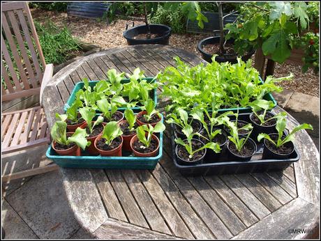 Autumn salads in the pipeline