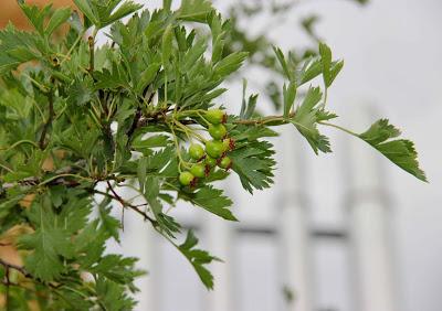 The Devilish Diversity of Hawthorns