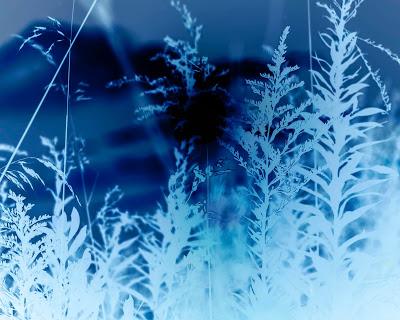 Friday Fotos: Variations on weeds and sun