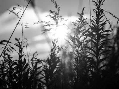 Friday Fotos: Variations on weeds and sun