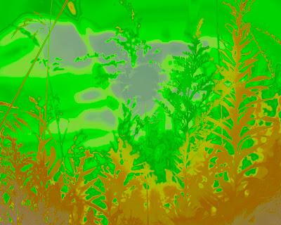 Friday Fotos: Variations on weeds and sun