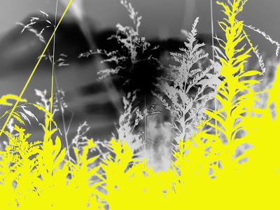 Friday Fotos: Variations on weeds and sun