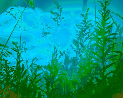 Friday Fotos: Variations on weeds and sun