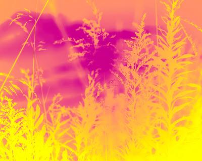 Friday Fotos: Variations on weeds and sun