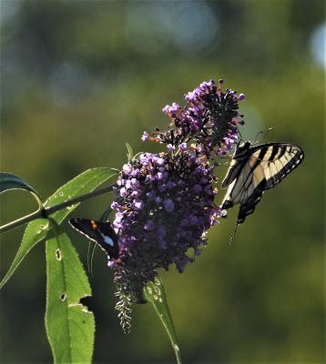 Two of My Favorite Things