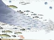Climate Change Coupled With Overfishing Contaminate Seafood Well