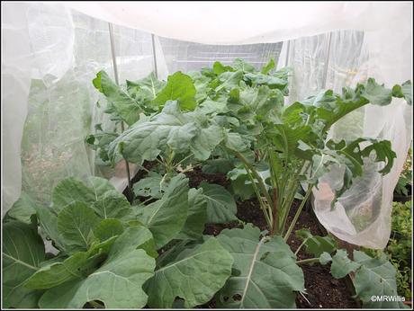 A peek inside the Brassica cage