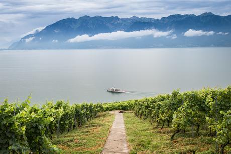 Bouquet de Lavaux