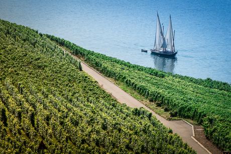 Bouquet de Lavaux