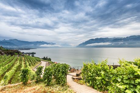 Bouquet de Lavaux