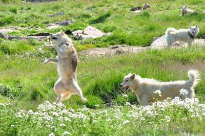 GREENLAND'S DOG, Guest Post by Caroline Hatton