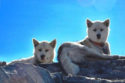 GREENLAND'S DOG, Guest Post by Caroline Hatton