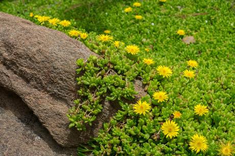 What Is a Ground Cover Plant?