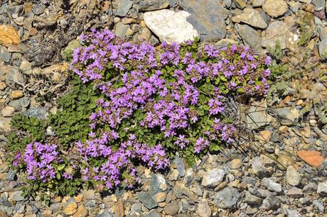 What Is a Ground Cover Plant?