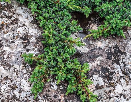 What Is a Ground Cover Plant?