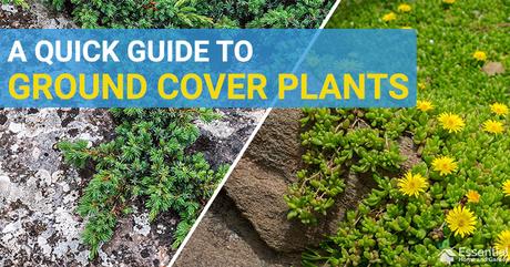 What Is a Ground Cover Plant?