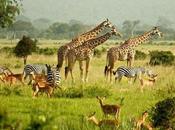 Uganda Sociology Indian Connection