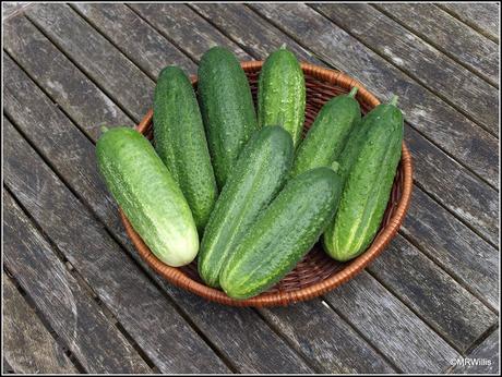 Cucumbers galore!