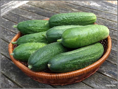 Cucumbers galore!