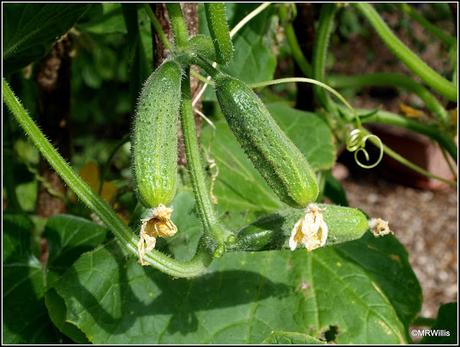 Cucumbers galore!