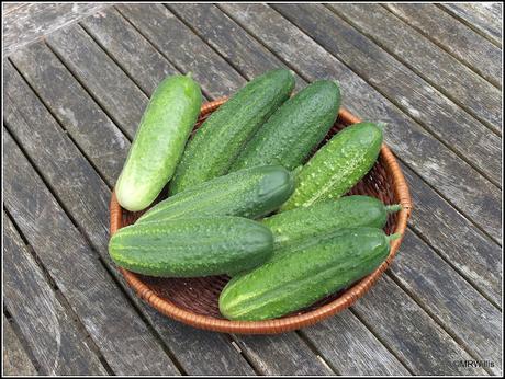 Cucumbers galore!