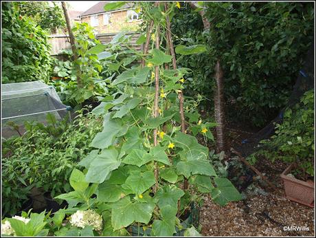 Cucumbers galore!