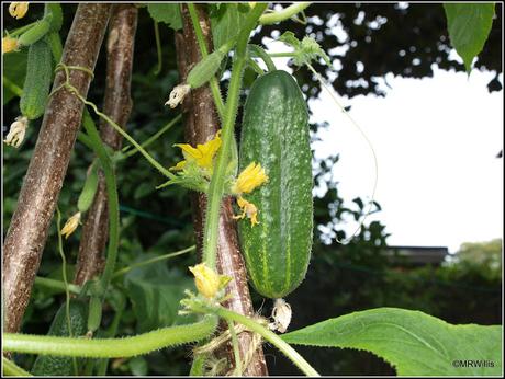 Cucumbers galore!