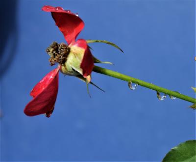 Flowers and Castle Improvement