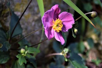 Flowers and Castle Improvement