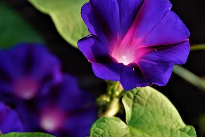 Flowers and Castle Improvement