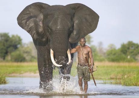Botswana decides to allow big game hunting !!