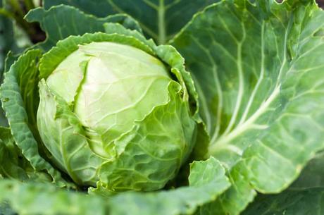 impact of cabbage on breat milk production