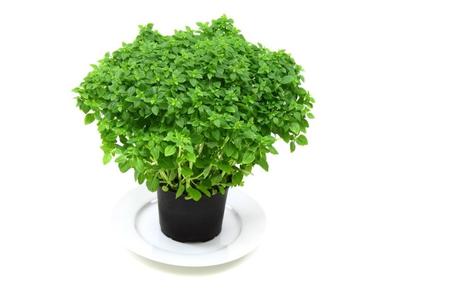 10 Indoor Plants that Radiate Positive Energy in your Home