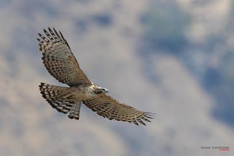 Raptor Mountain Hawk Eagle in Flight