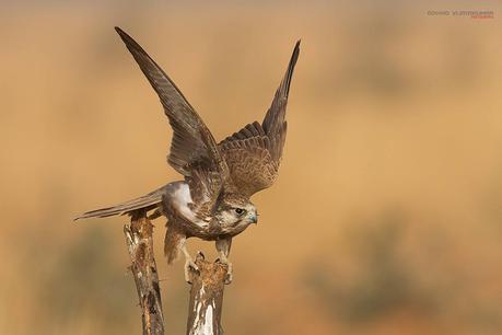 Laggar falcon from Tal Chappar Rajsthan