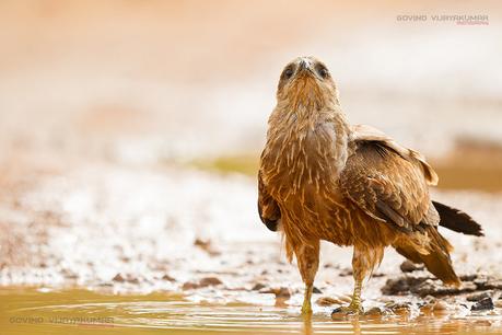 Juvenile Brahminy Kite Drinking Water