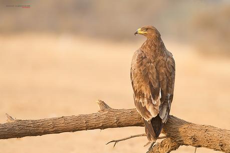 Steppe eagle from Bikaner Rajasthan