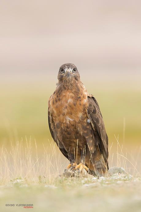 How to Photograph Raptors?