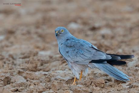 Male Montague Harrier