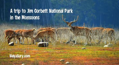 A trip to Jim Corbett National Park in the monsoons