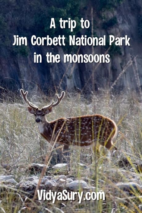 A trip to Jim Corbett National Park in the monsoons