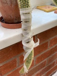 Irritating Plant of the Month August 2019 - sorry cactus.....