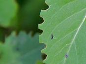 Lilac Leaf Munchers Revealed