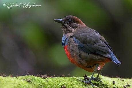Whiskered Pitta with Text Watermark