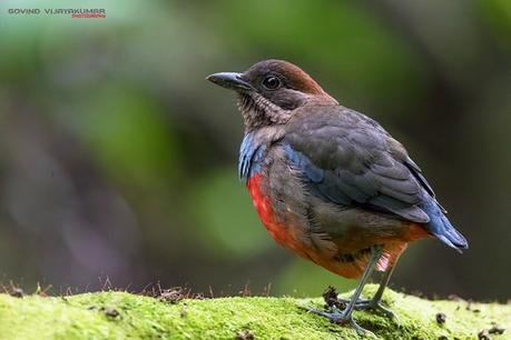 Whiskered Pitta with Graphics Watermark