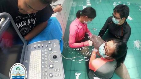 Young dugong dies in Thailand in blow for vulnerable species