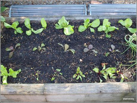 Planting Chinese Cabbage