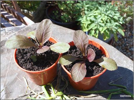 Planting Chinese Cabbage