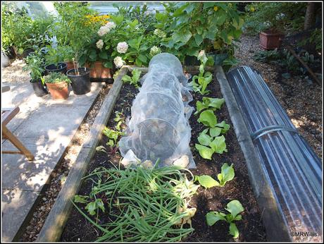 Planting Chinese Cabbage