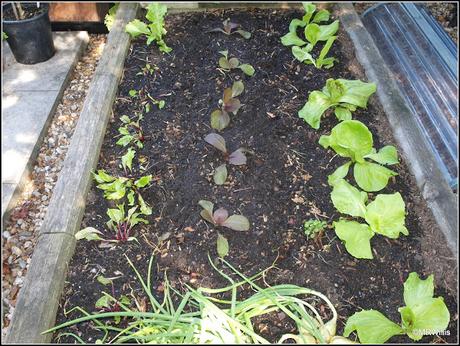 Planting Chinese Cabbage